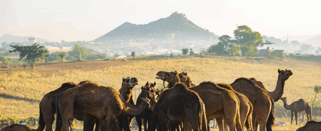 Mount Abu